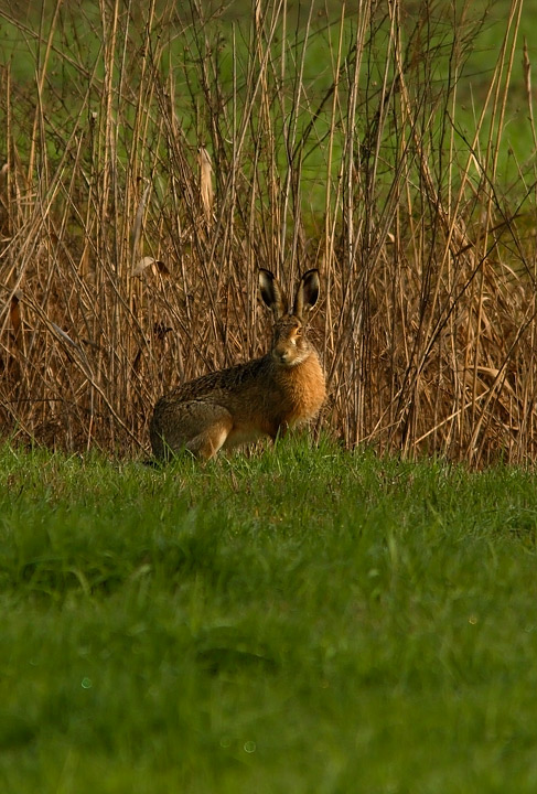 Lepre Lepus europaeus
