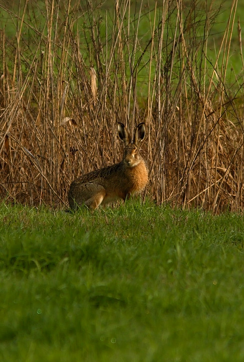 Lepre Lepus europaeus