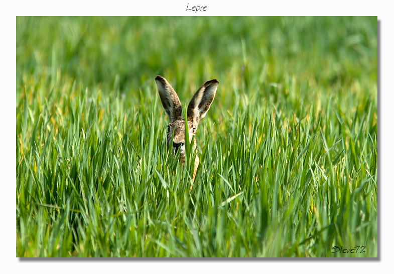 Lepre Lepus europaeus