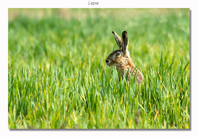 Lepre Lepus europaeus