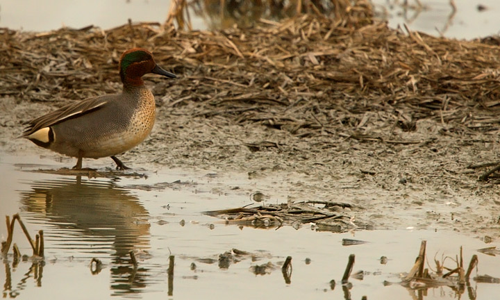 Poiana, Cigno e Alzavola