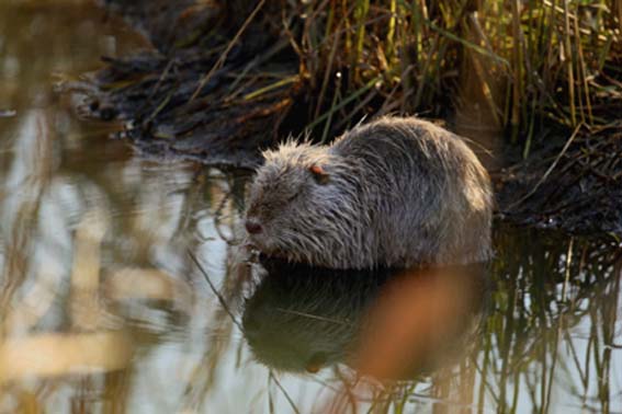 Nutria, Myocastor coypus - Bentivoglio (BO)