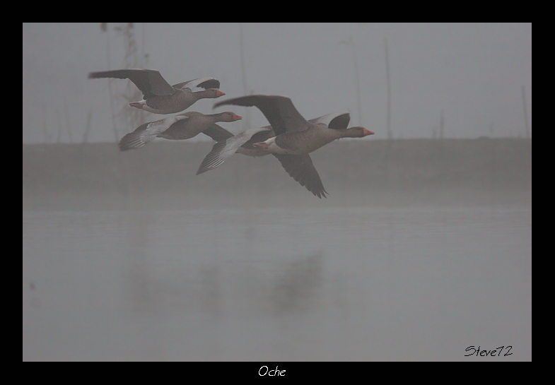 Oche  Anser anser nella nebbia