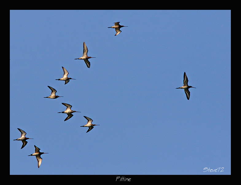 Pittime reali  Limosa limosa in volo