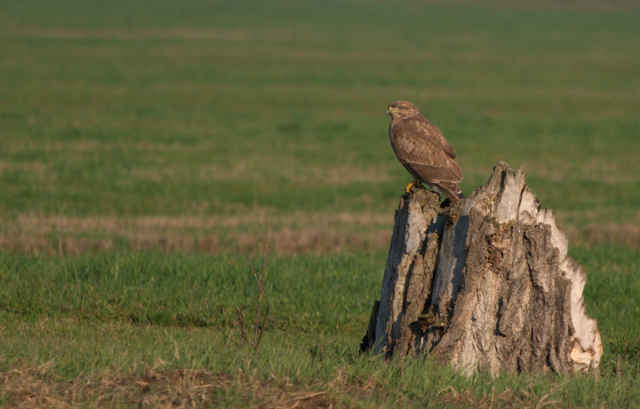 Poiana - Buteo buteo