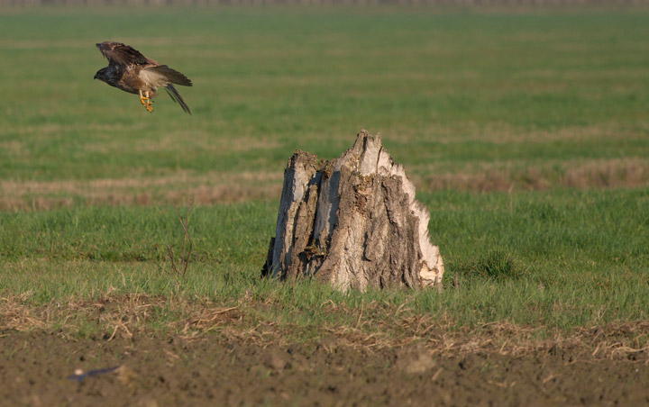 Poiana - Buteo buteo