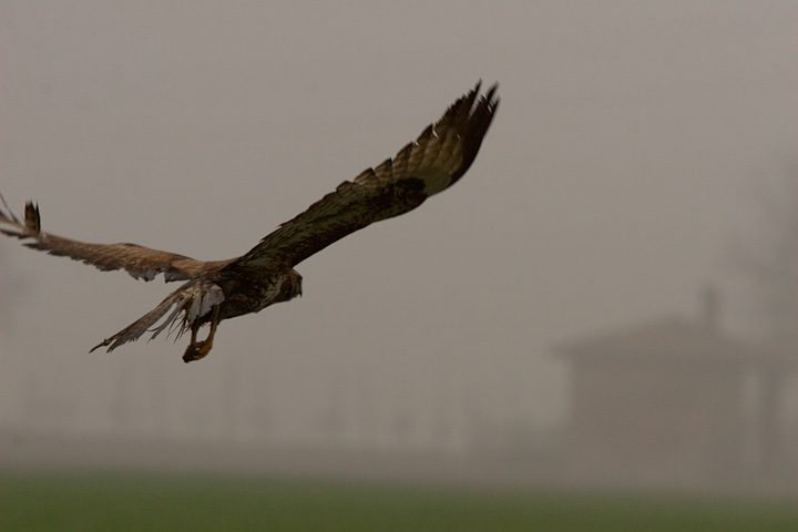 Poiana, Cigno e Alzavola