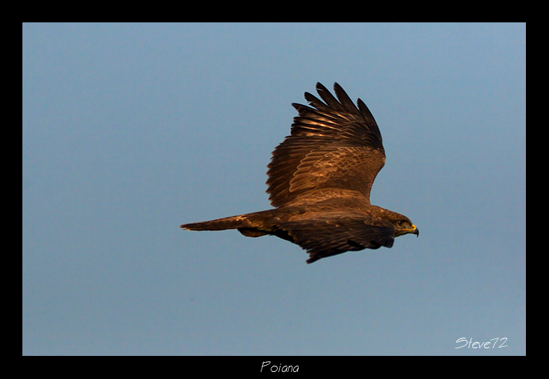poiana in volo
