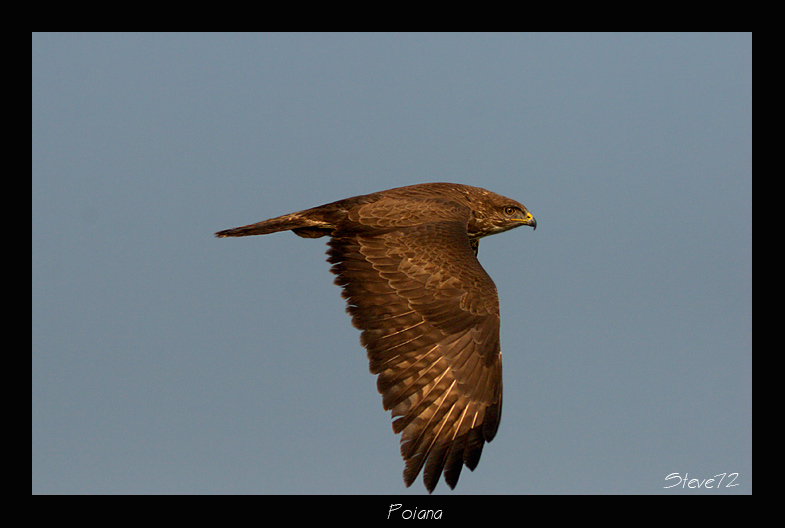 poiana in volo