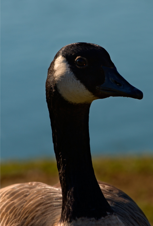 Cigno reale e Oca canadese