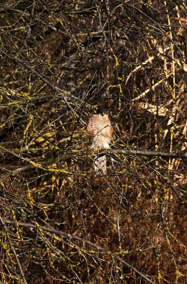 Sparviero Accipiter nisus