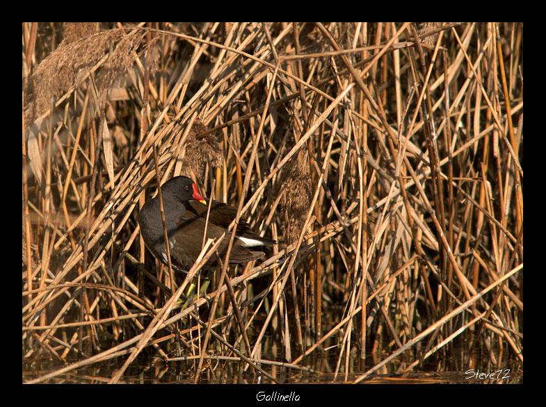 Gallinella d''acqua Gallinula chloropus