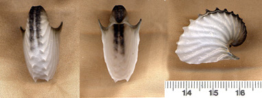 Argonauta argo