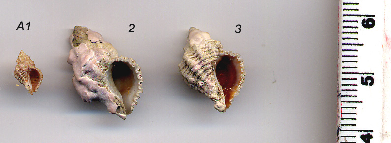 Pseudomurex ruderatus Sturany, 1896