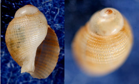 Phalium granulatum pullus