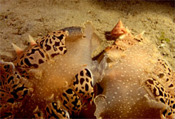 Calliostoma zizyphinum