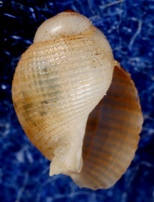 Phalium granulatum pullus