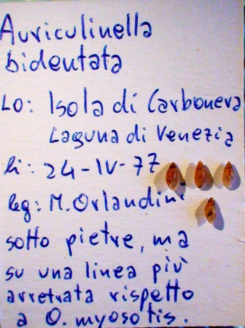 Auriculinella (Leucophytia) bidentata (Montagu, 1806)