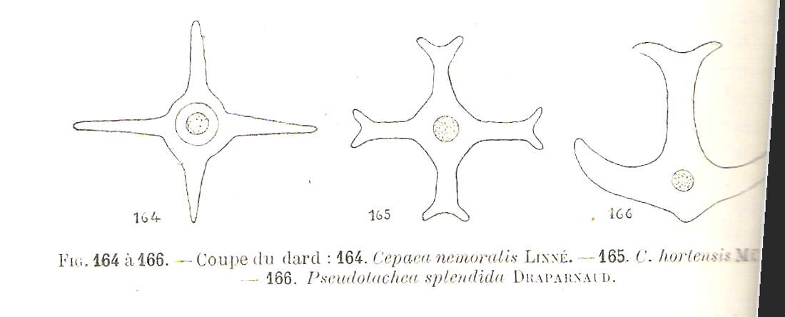 Cepaea nemoralis e C.hortensis: variazioni e  differenze