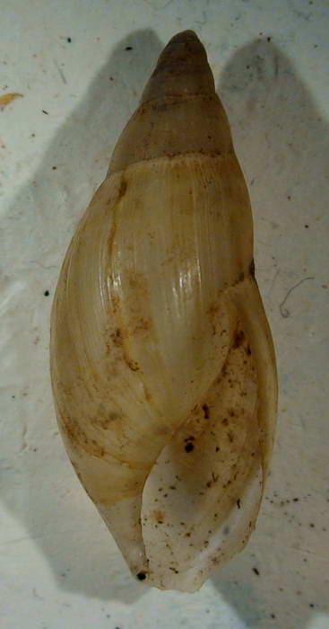 Poiretia dilatata (Philippi, 1836)