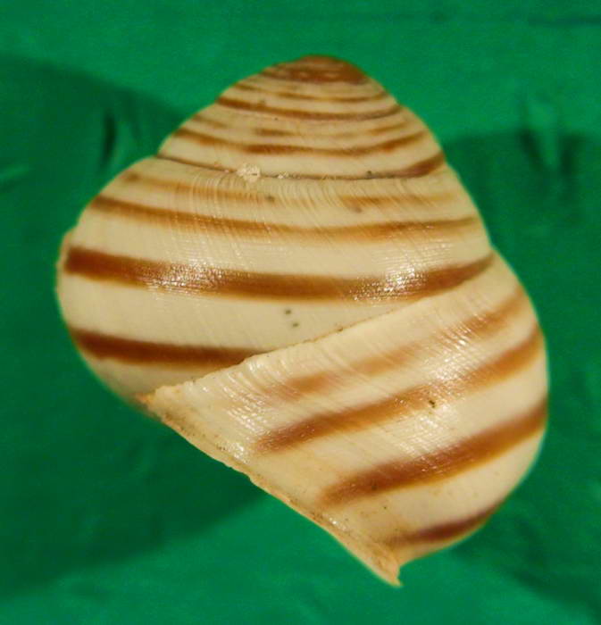 Marmorana (Murella) platychela (Menke, 1830)