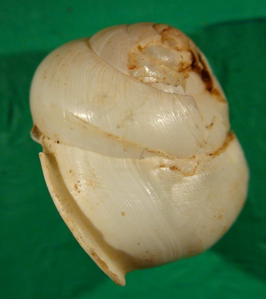 Marmorana (Murella) platychela (Menke, 1830)