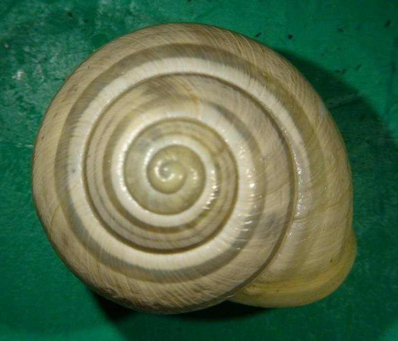 Cepaea nemoralis e C.hortensis: variazioni e  differenze