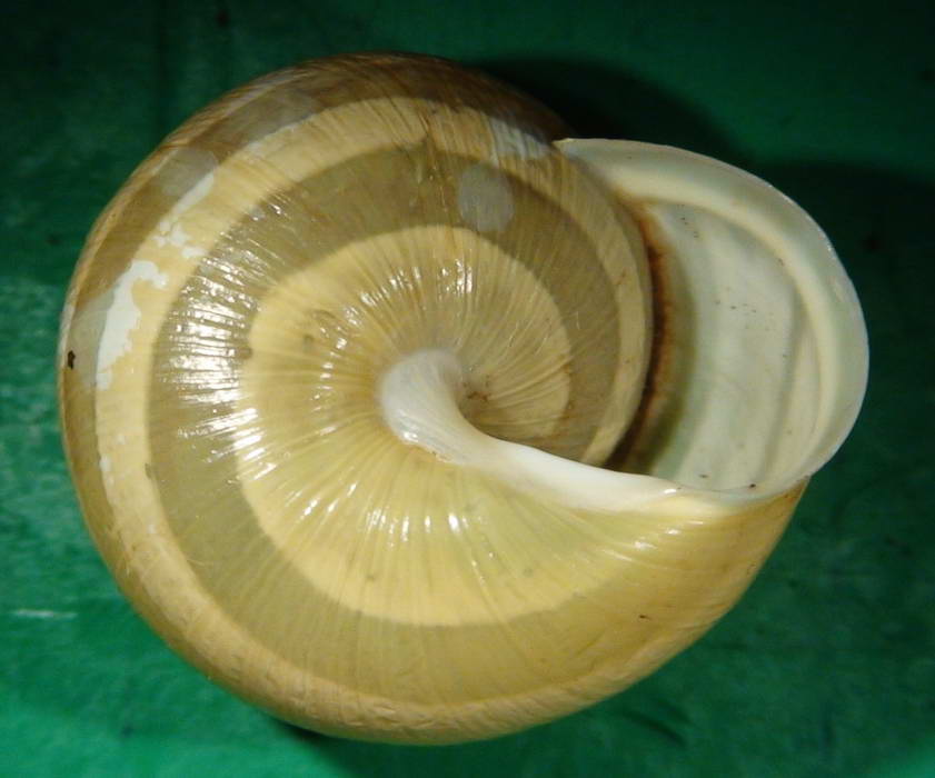 Cepaea nemoralis e C.hortensis: variazioni e  differenze