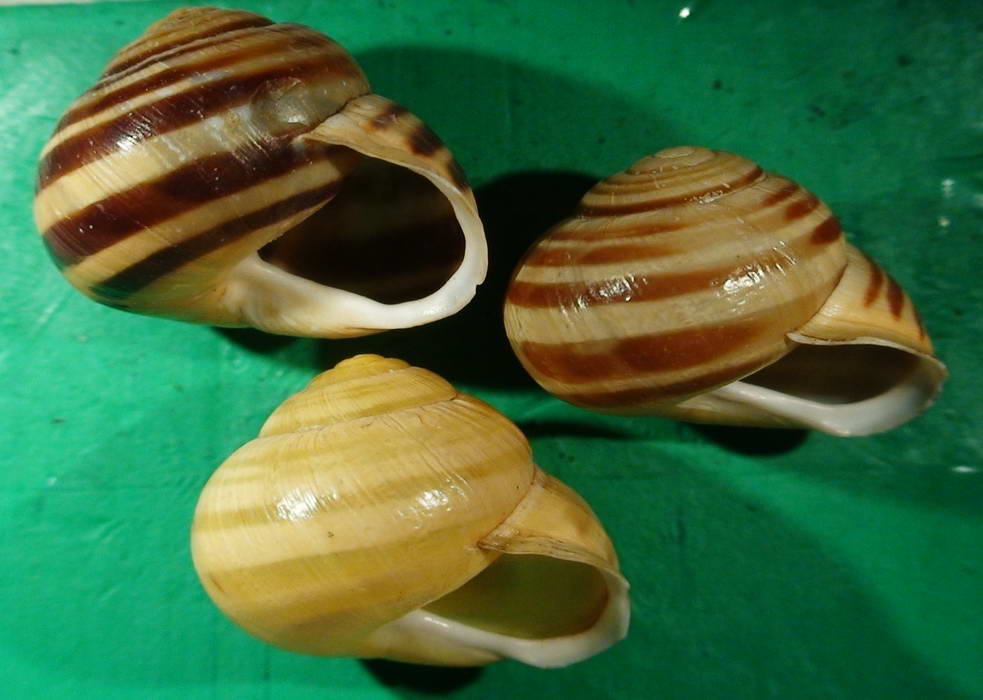 Cepaea nemoralis e C.hortensis: variazioni e  differenze