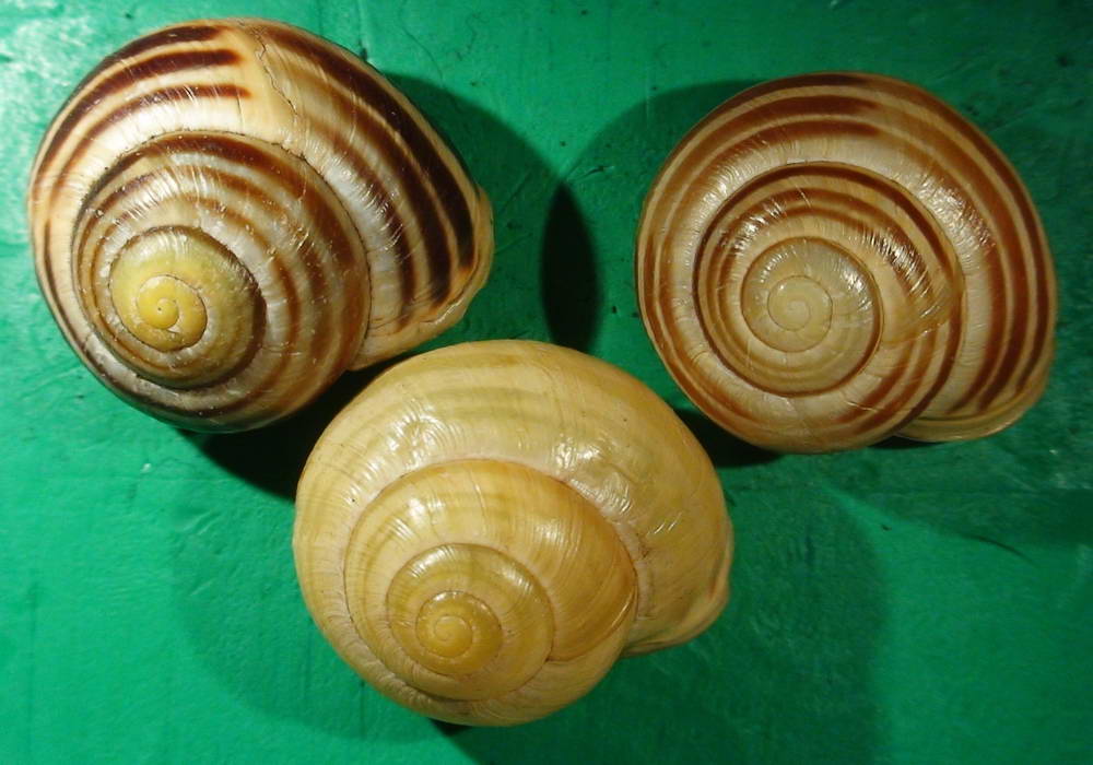 Cepaea nemoralis e C.hortensis: variazioni e  differenze