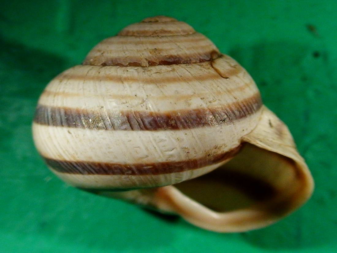 Cepaea (Cepaea) vindobonensis (Frussac, 1821)