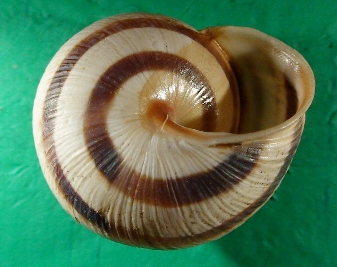 Cepaea (Cepaea) vindobonensis (Fèrussac, 1821)