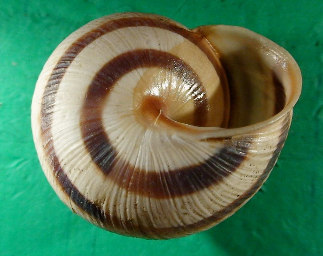 Cepaea (Cepaea) vindobonensis (Frussac, 1821)