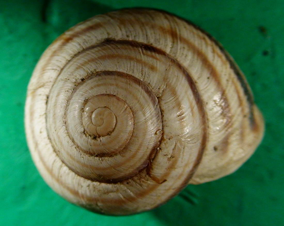 Cepaea (Cepaea) vindobonensis (Frussac, 1821)