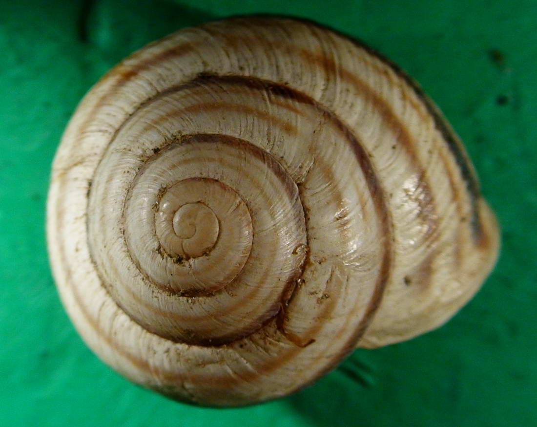 Cepaea (Cepaea) vindobonensis (Fèrussac, 1821)