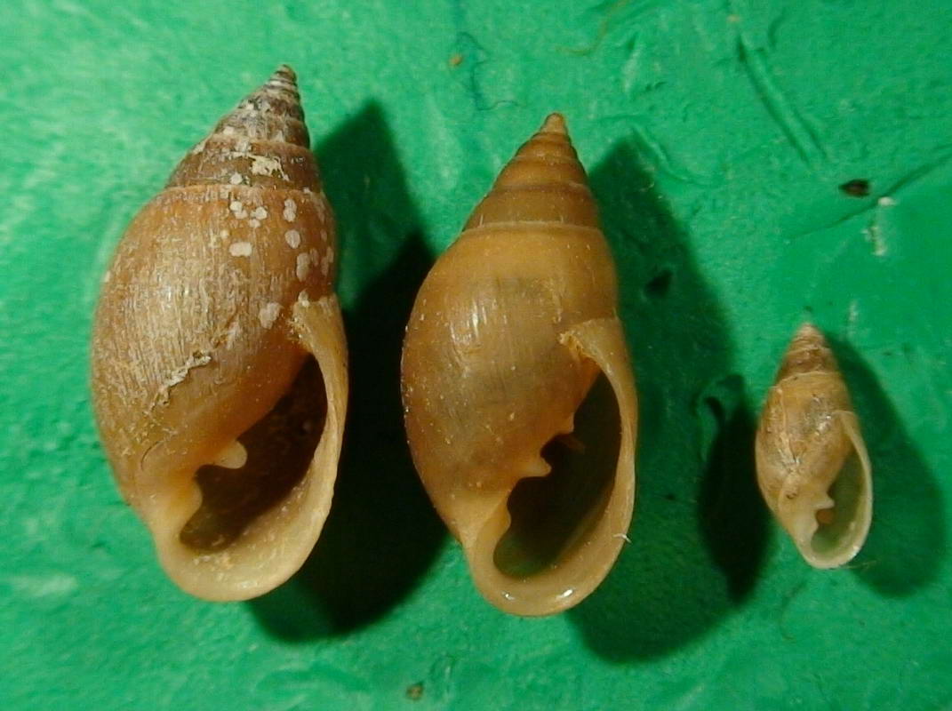 Auriculinella (Leucophytia) bidentata (Montagu, 1806)