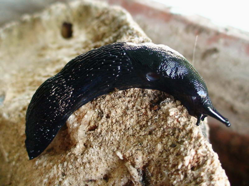 Limax  cf ianninii (?) del Gran Sasso d''Italia