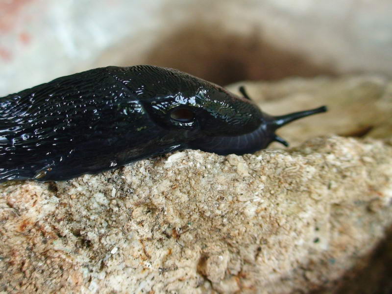 Limax  cf ianninii (?) del Gran Sasso d''Italia