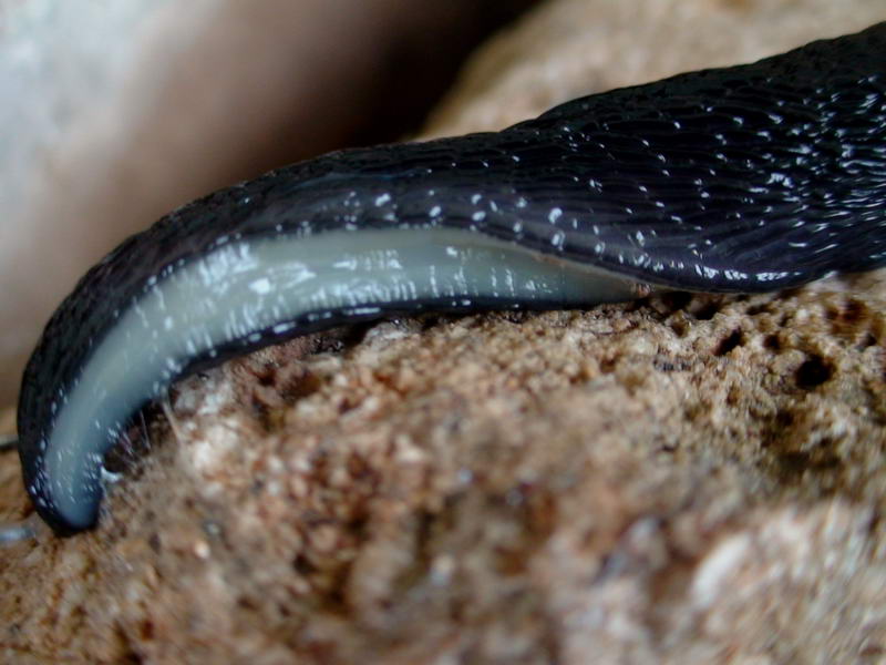 Limax  cf ianninii (?) del Gran Sasso d''Italia