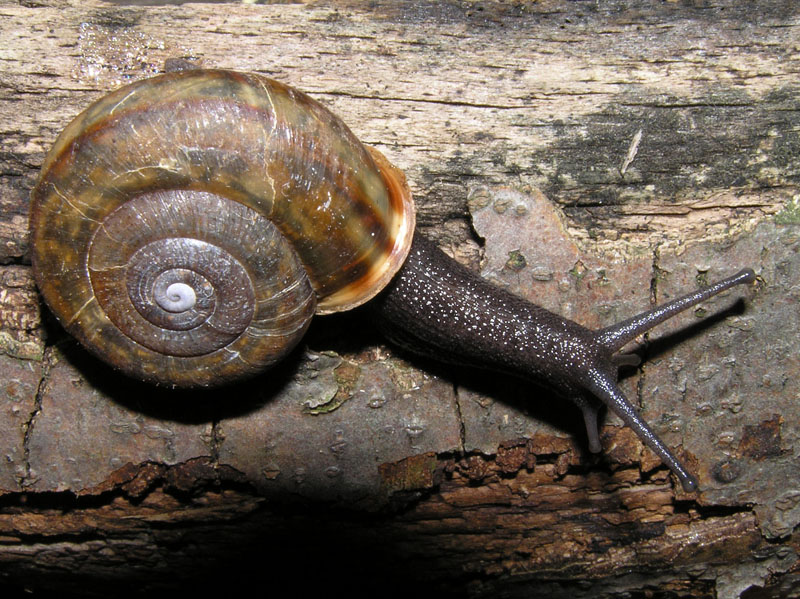 Chilostoma (Campylaea) planospira planospira (Lamarck, 1822)