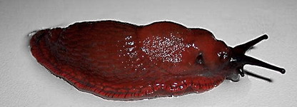 CHECKLIST ILLUSTRATA  e Lista Rossa dei Molluschi italiani