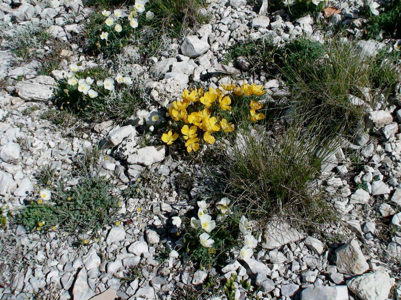 Papaveri sul Gran Sasso?