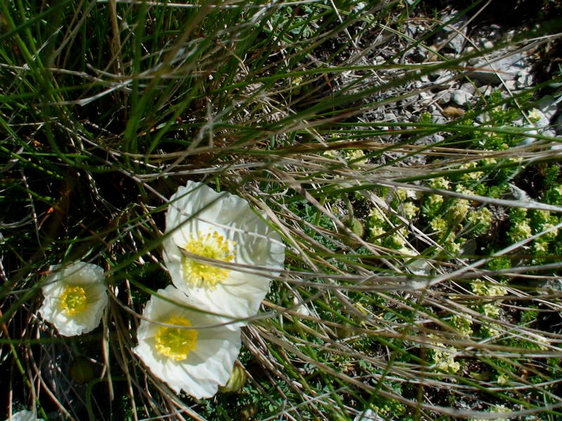Papaveri sul Gran Sasso?