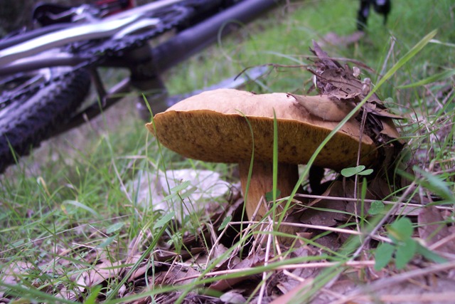 Escursione sul Monte Arci
