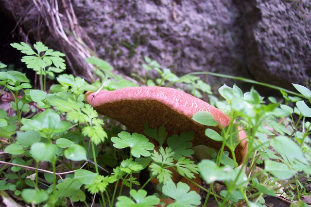Escursione sul Monte Arci