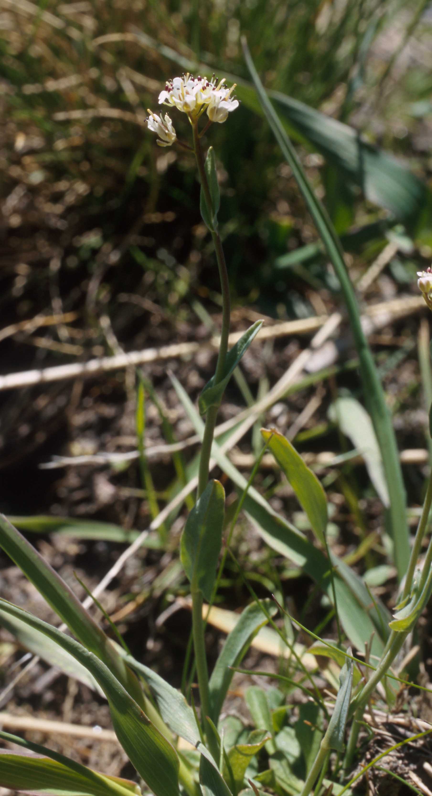 Noccaea caerulescens (=Thlaspi caerulescens) / Erba storna cerulea