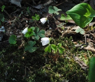 Oxalis acetosella / Acetosella dei boschi