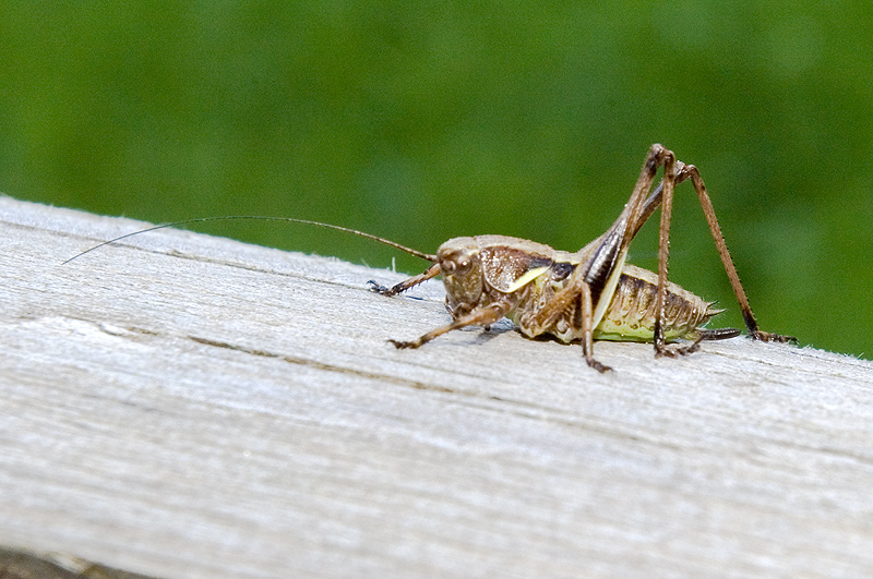 Neanide di Pholidoptera aptera (Orthoptera, Tettigoniidae)