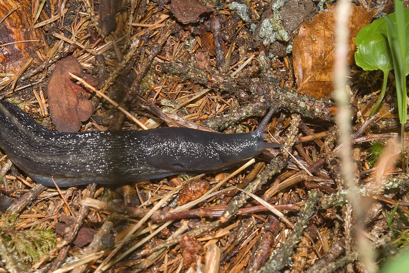 Limax cinereoniger da Lozzo di Cadore (BL)