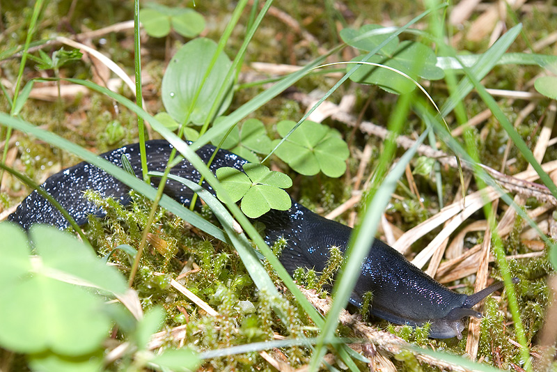 Limax cinereoniger da Lozzo di Cadore (BL)